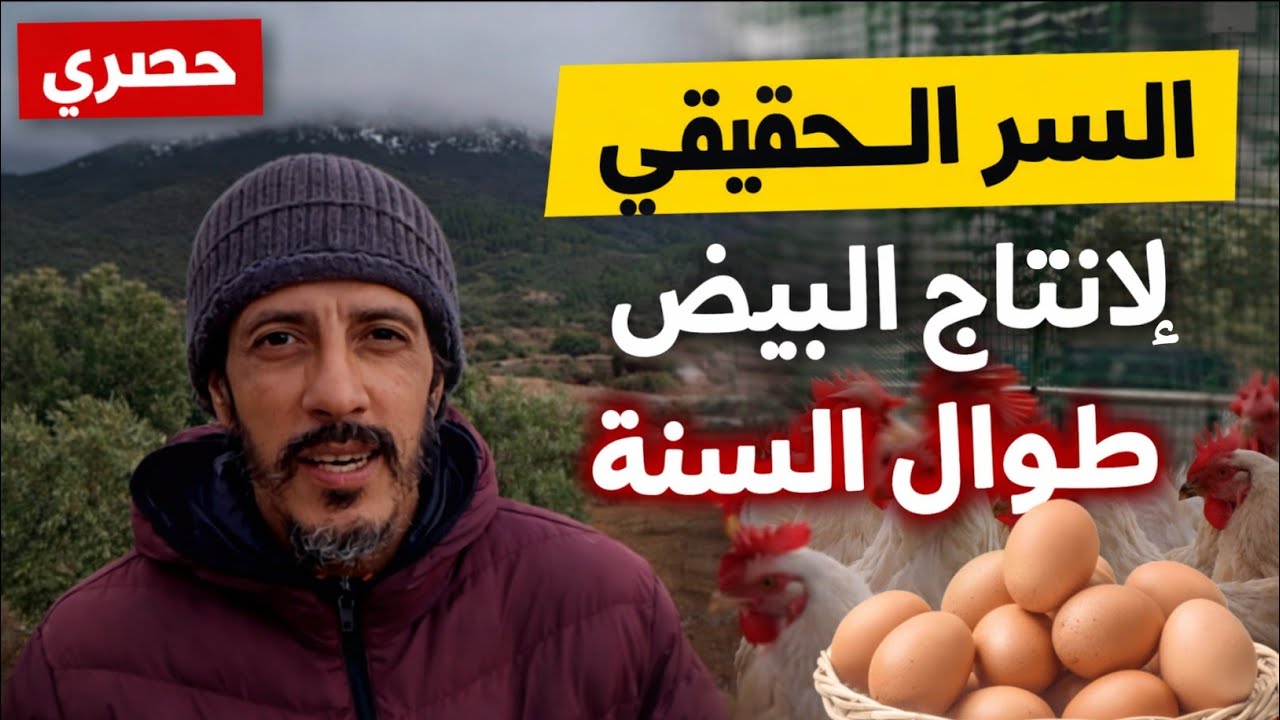 السر الذهبي لزيادة إنتاج البيض بشكل مستمر طوال السنة 🥚🔥