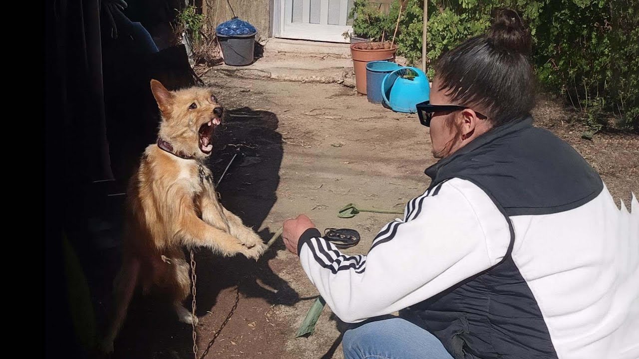 Они годами жили на ржавых цепях и в страхе, пока наконец спасатели не услышали их безмолвные крики!