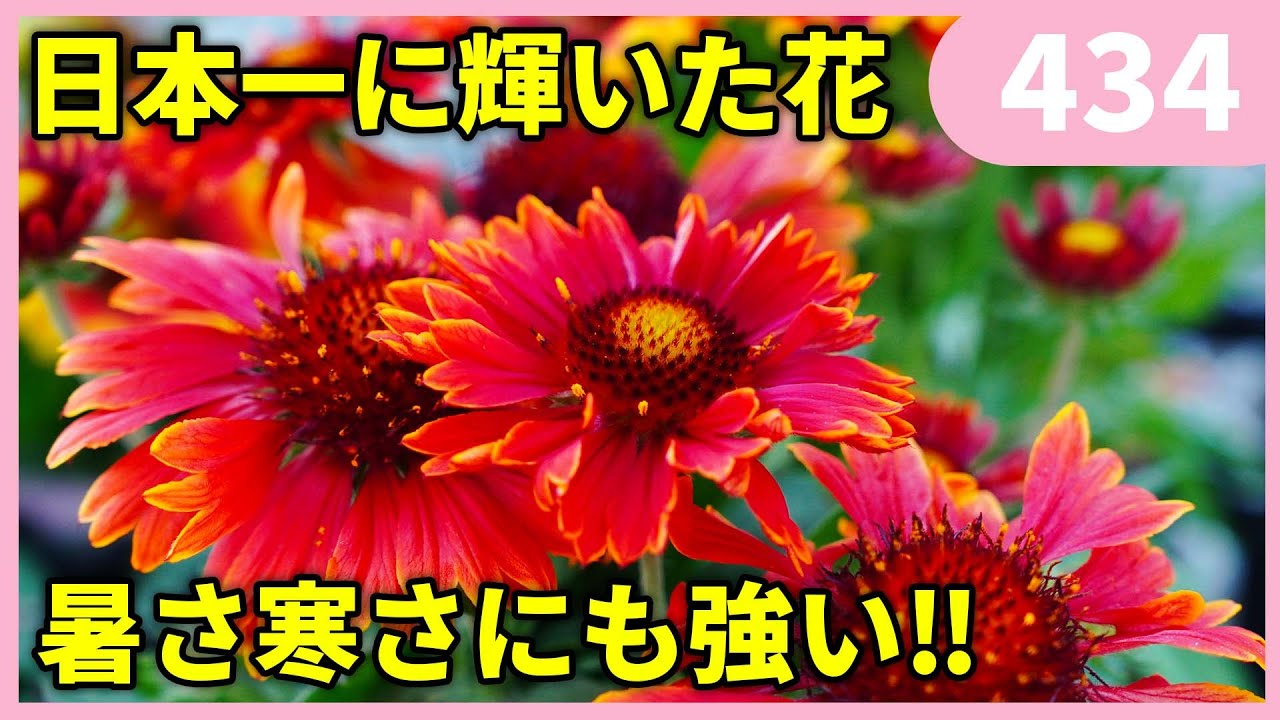 ガイラルディアの育て方 スピントップ by 園芸チャンネル434 園芸 ガーデニング 初心者