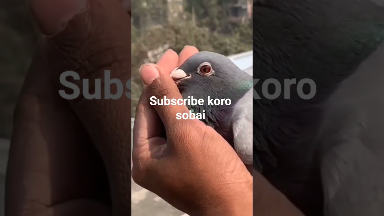 #viralshort