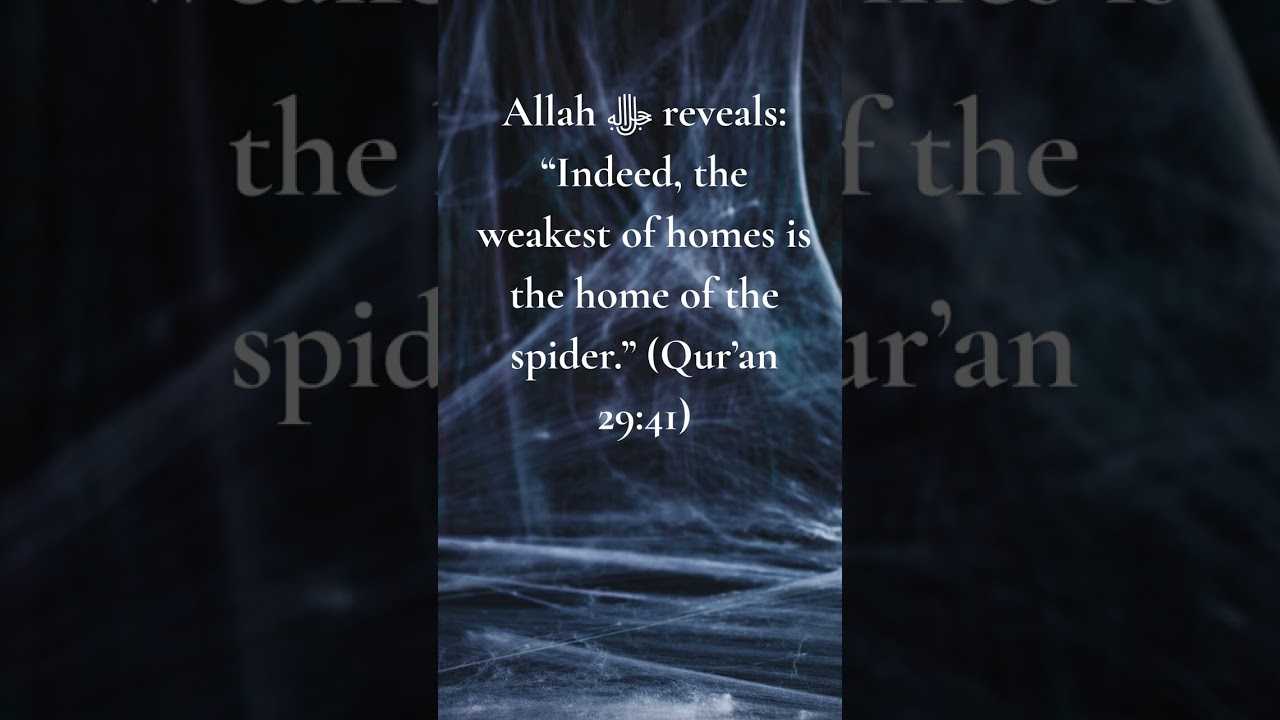Why the Qur’an Called the Spider’s Home the Weakest 🕷️📖✨