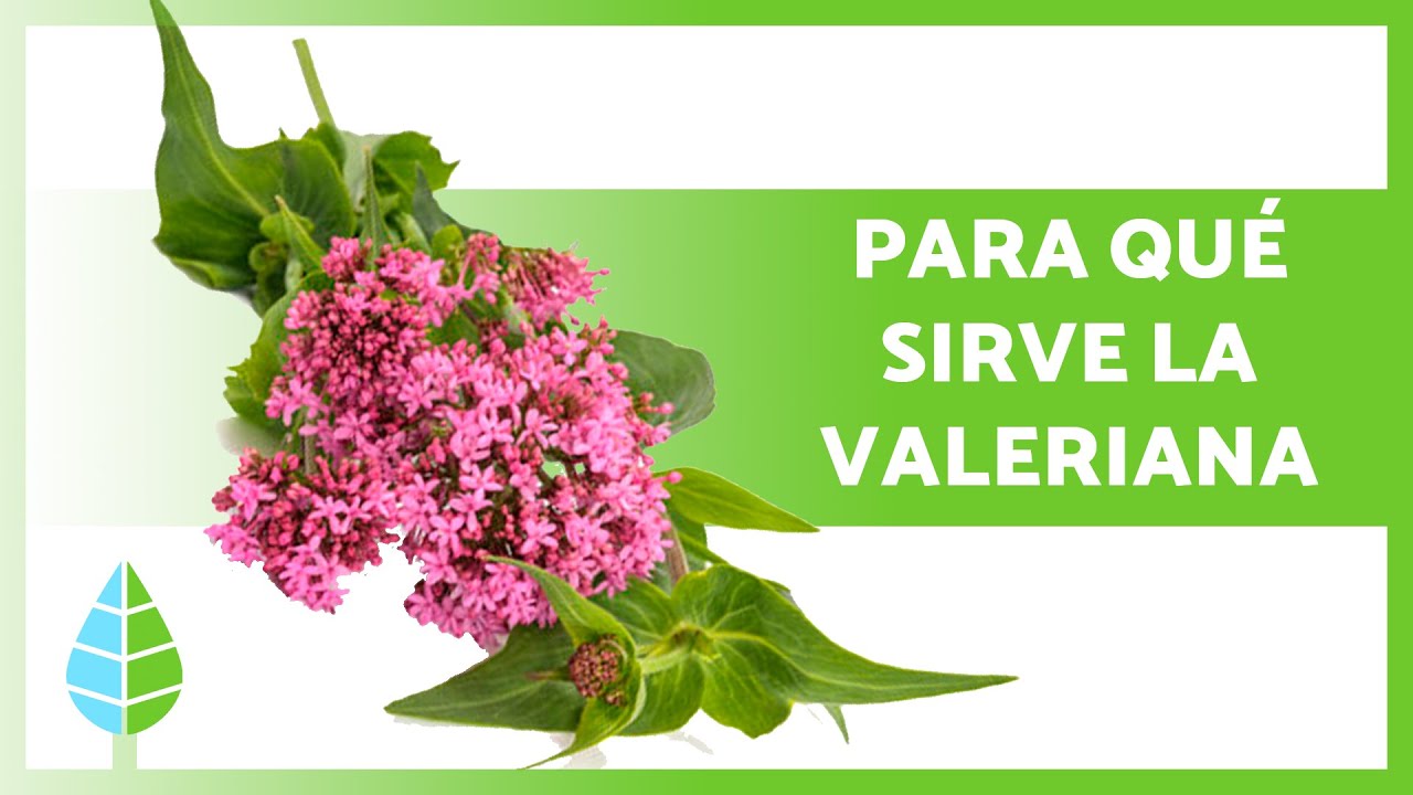 BENEFICIOS de la VALERIANA 🌼🌿 (Propiedades Medicinales, C&oacute;mo Tomarla y Contraindicaciones)