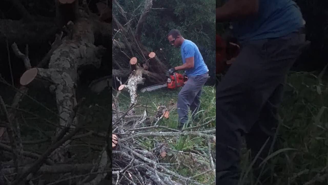 Storm tree cleanup