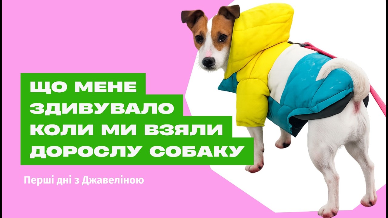 Ми взяли дорослу собаку — і ось що сталося