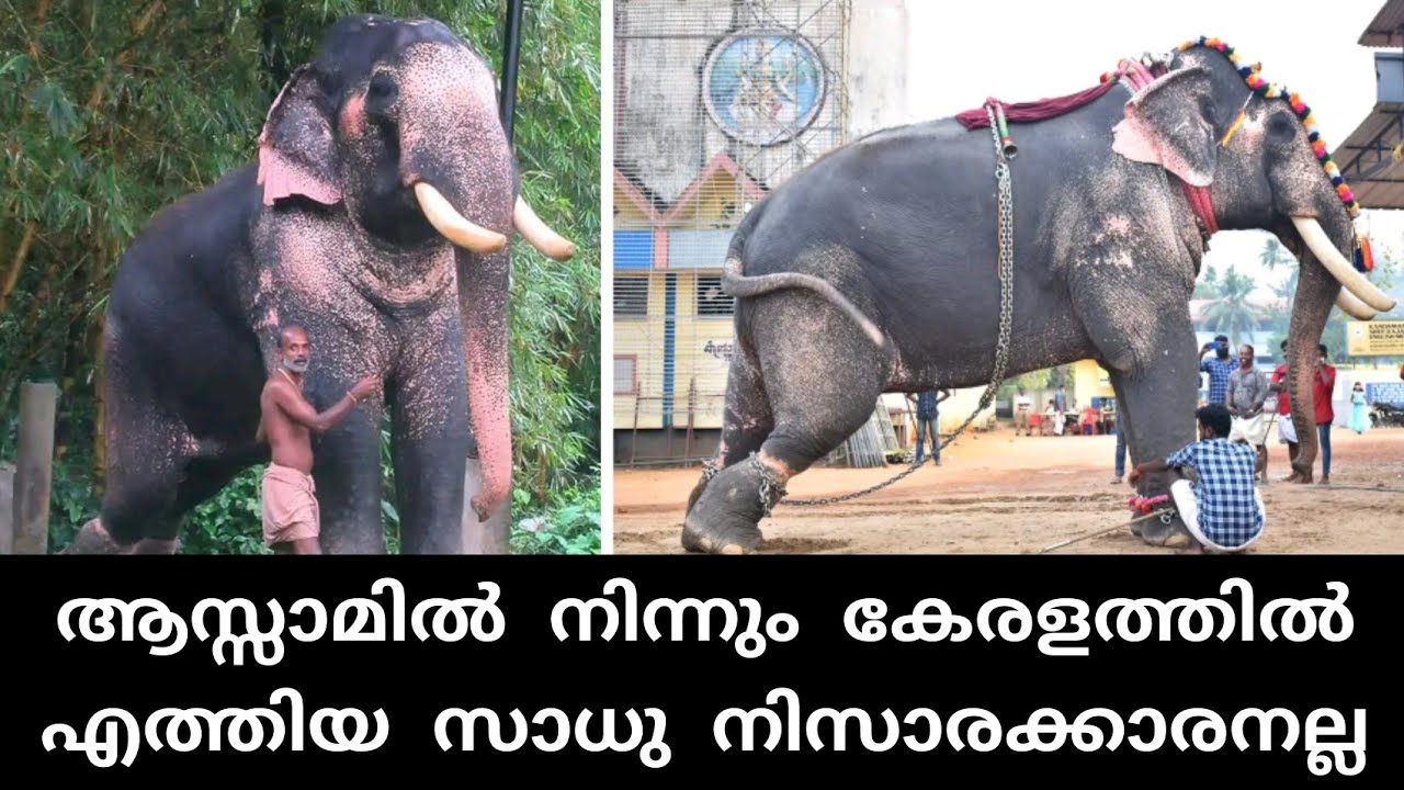 പുതുപ്പള്ളി സാധുവിനെ കേരളത്തിലേക്ക് കൊണ്ടുവന്ന കഥ | puthuppally Sadhu elephant