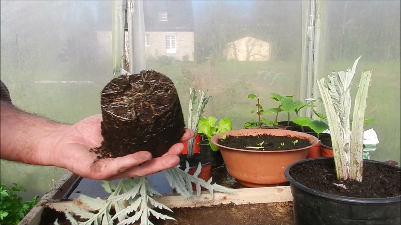 Multiplication de l'artichaut en Bretagne au  printemps jardin potager biologique permaculture