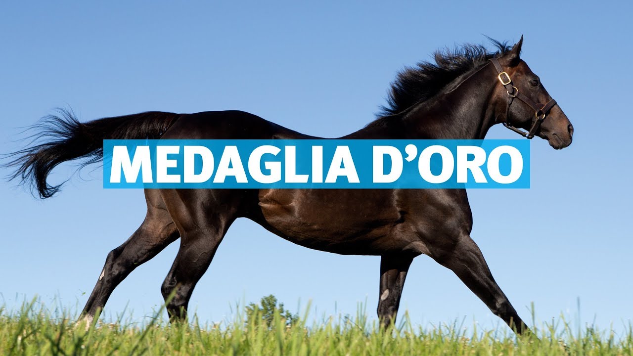 Medaglia d'Oro stallion show with Kate Galvin