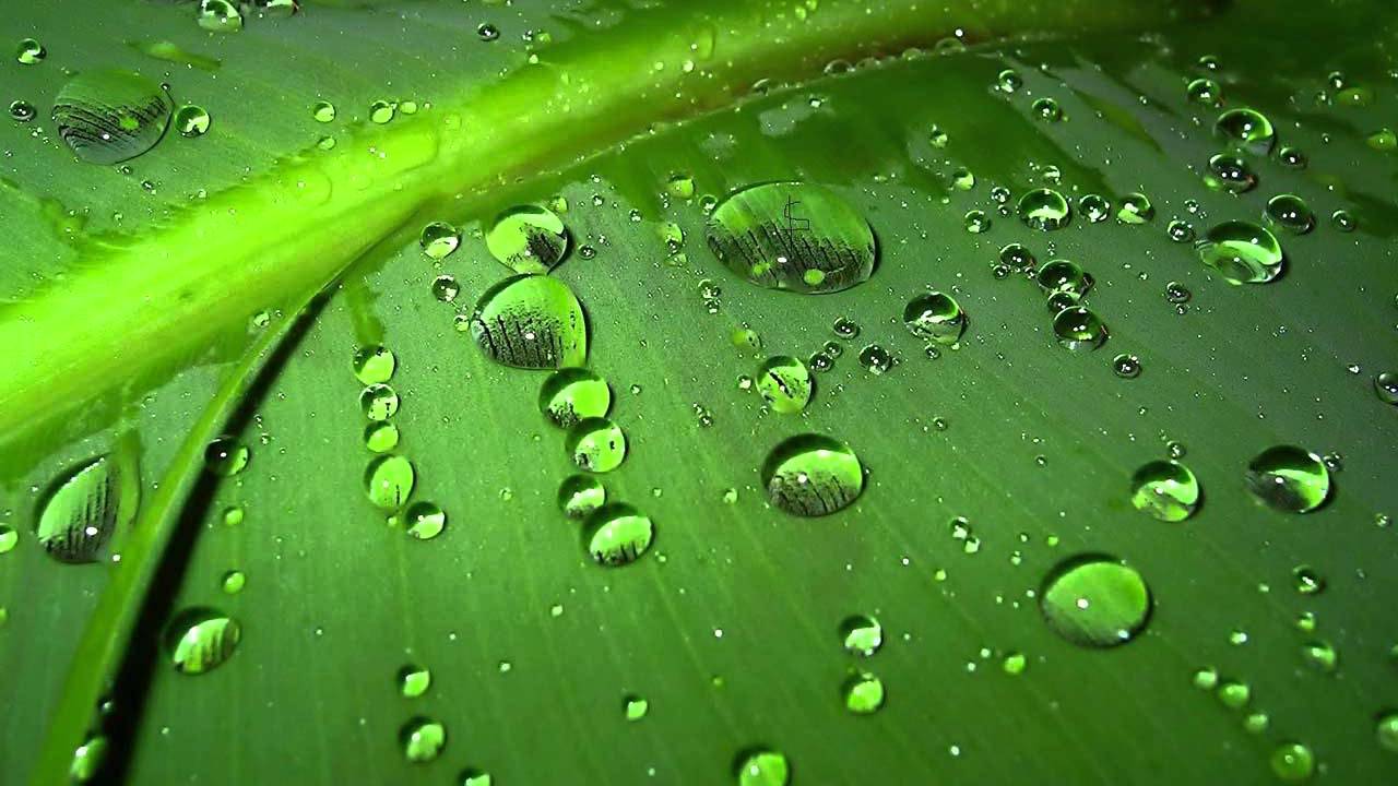 Relaxing Music with Rain Sounds Meditation,Zen,Spa Noloop