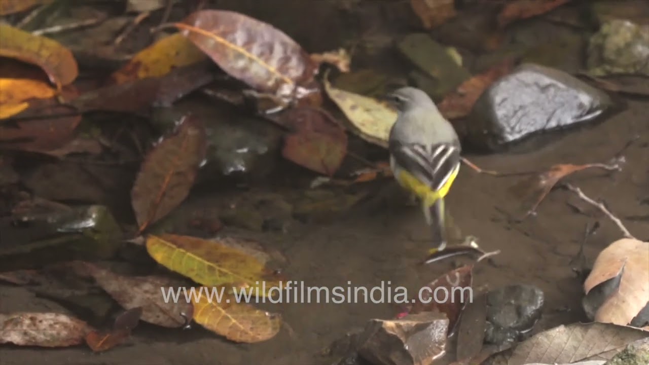 Grey Wagtail foraging on a small wetland while wagging tail