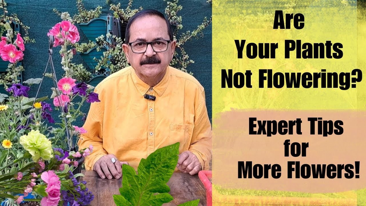 Are Your Plants not Flowering? Expert Tips for More Flowering! #floweringplants #flowers