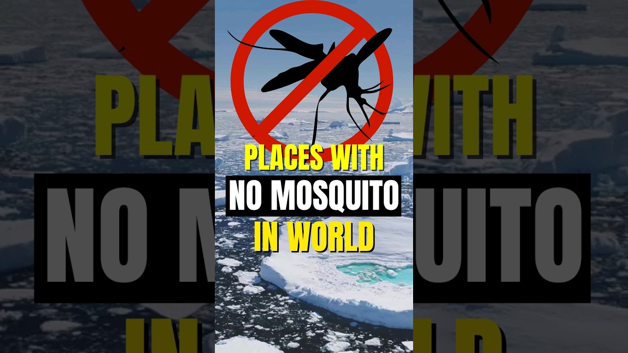 World's Only Places Without Mosquitoes... Would You Live Here? 