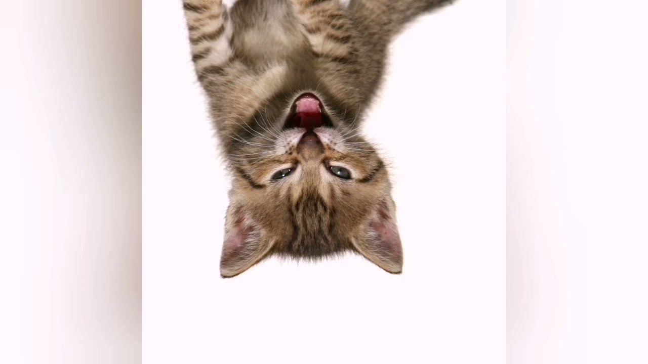 Roaring Kittys Gamestop Remix - Up a little bit, down a little bit, NOTHING!