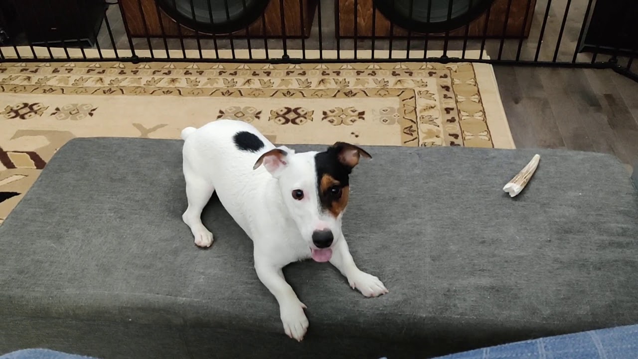 Post bath zoomies