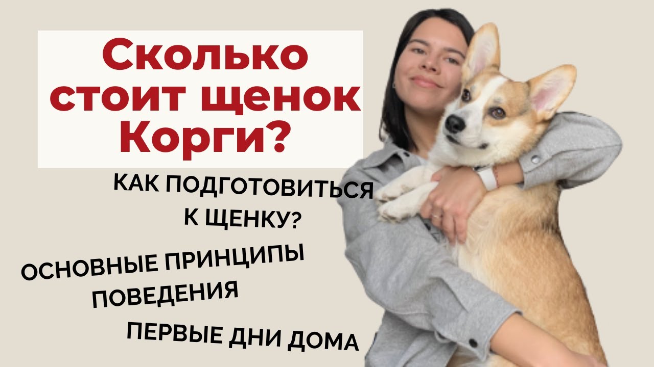 Сколько стоит Корги и как выбрать щенка Корги Прембок? Как подготовиться к щенку? Часть 1