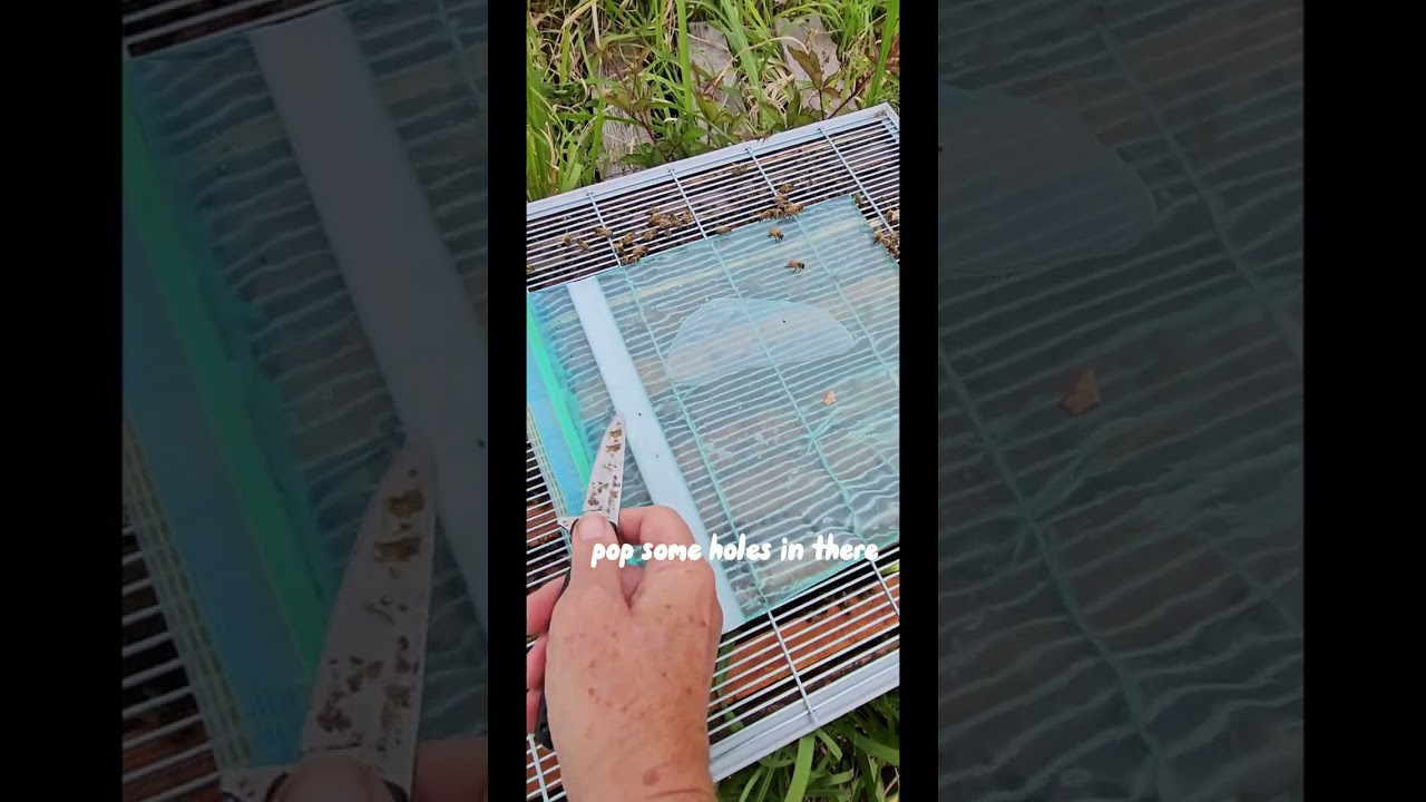 ☯️ Beekeeping - BAGGIE FEEDERS