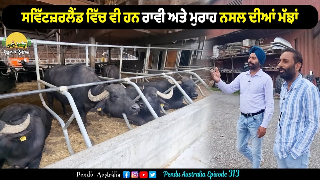 Buffalo Farm in Switzerland ~ Pendu Australia Episode 313 ~ Mintu Brar