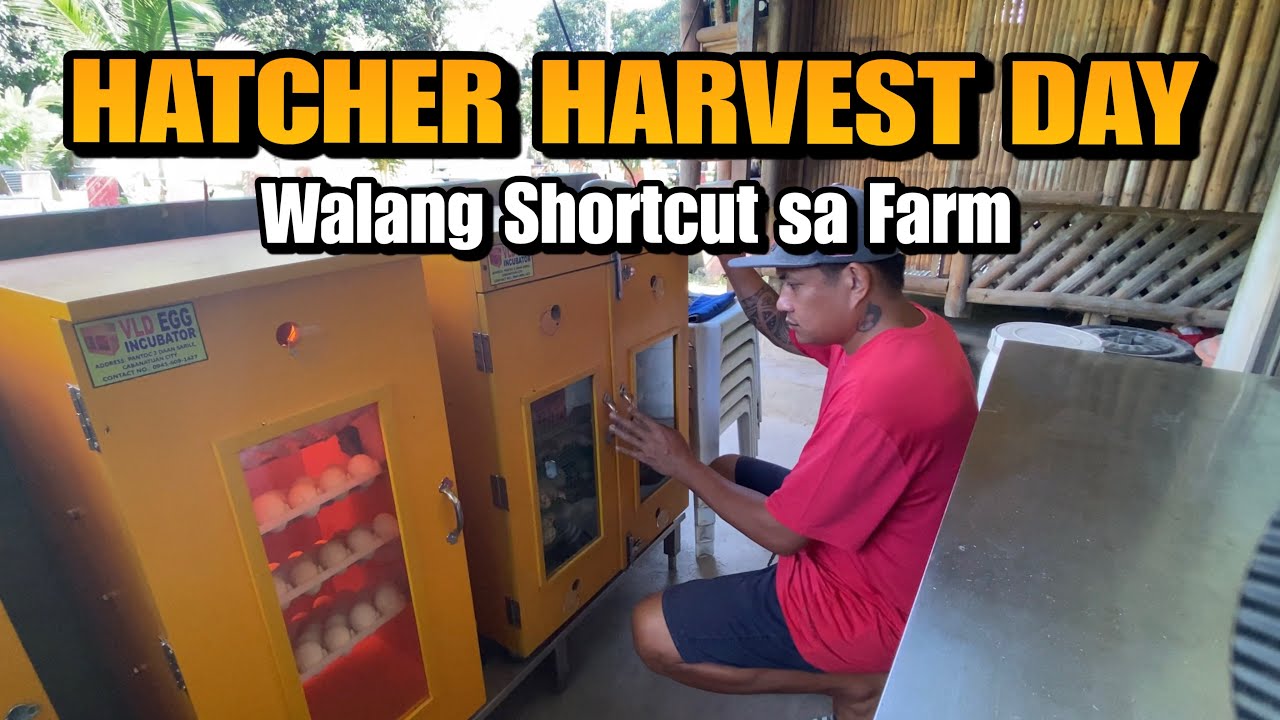 HATCHER HARVEST DAY | Walang Shortcut sa Farm