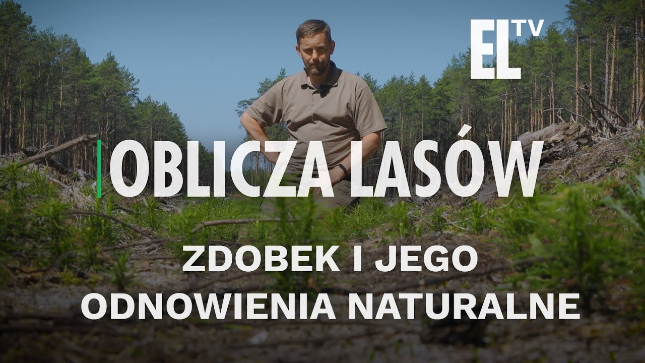 Zdobek i jego odnowienia naturalne | OBLICZA LAS&Oacute;W #127