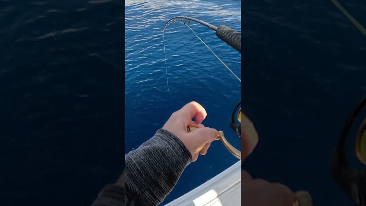 GIANT Yellowtail Snapper Caught off Key West