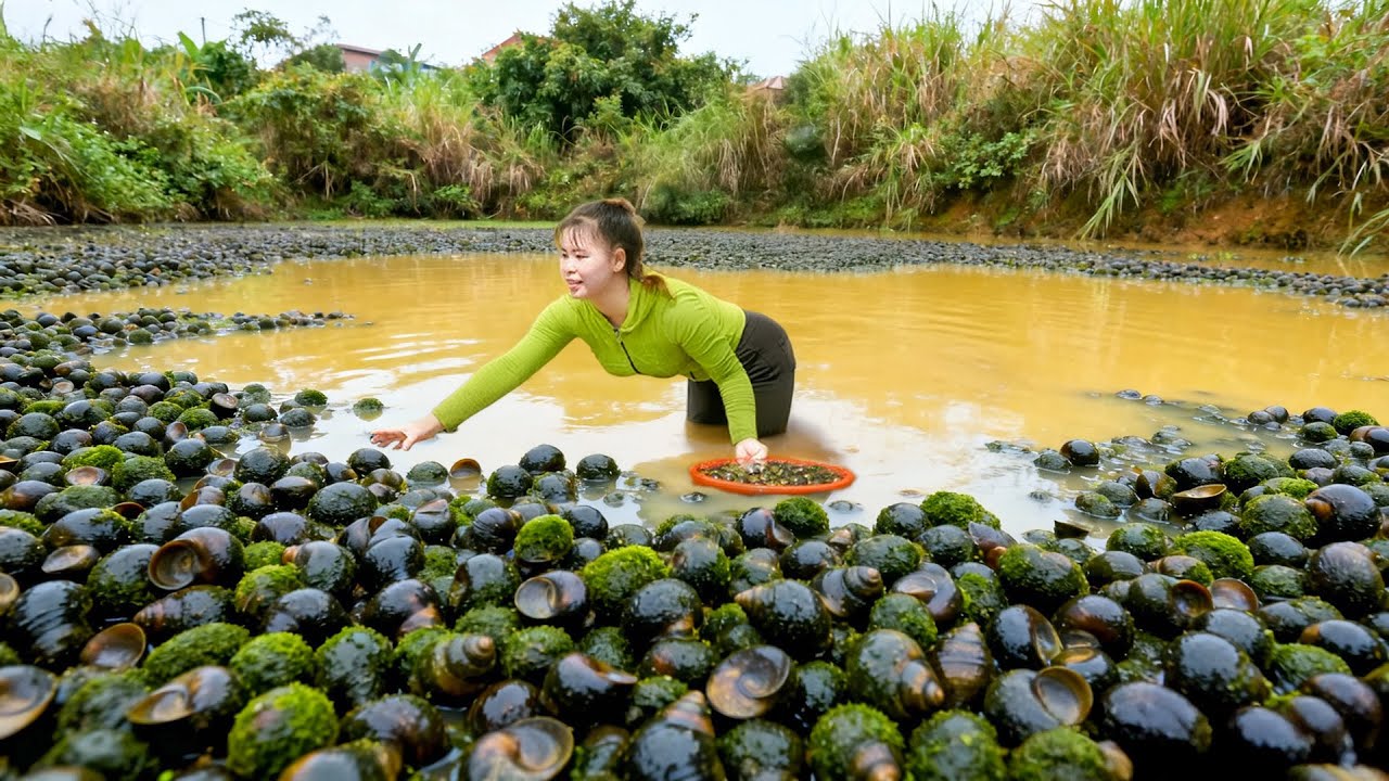Catch 50.000KG Snails At Mud Pond Go To Countryside Market Sell | Tiểu Ca Daily Life