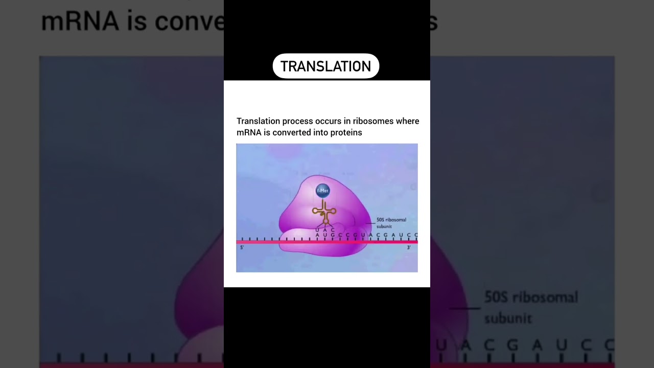 Translation Process | 3D Animation | Cartoons | Protein Synthesis