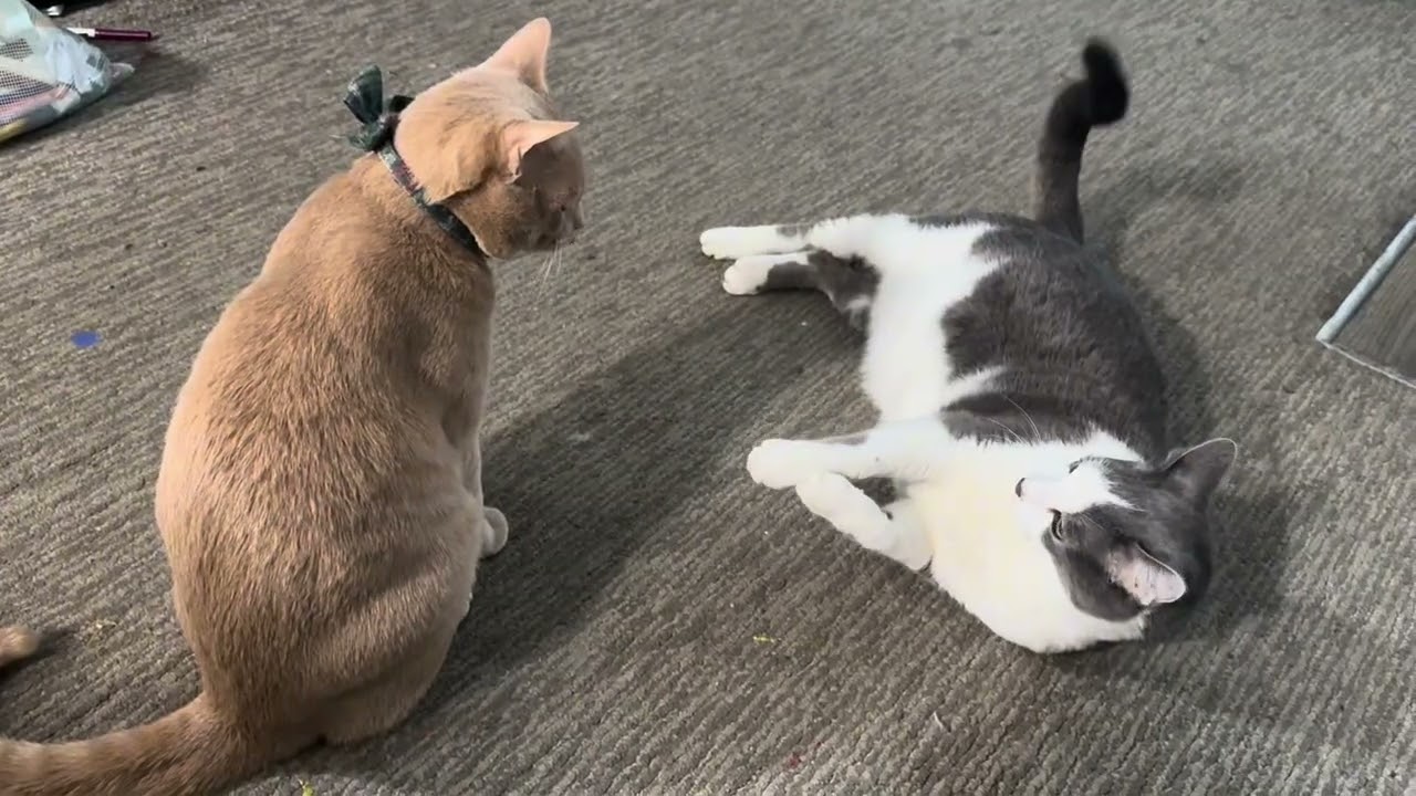 😸🐱😸🐈😼❤️