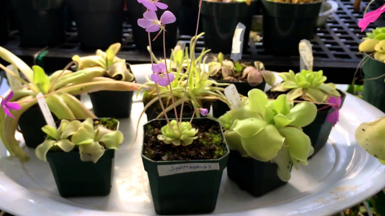 Flowering Carnivorous Plant Update: Butterworts as house plants Pinguicula seasonal care