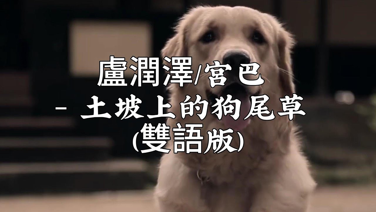 盧潤澤/宮巴 - 土坡上的狗尾草 (雙語版)『在每個想你的夜，愛再也回不到原點，我們也回不到過去了，我可以為你而改變。』【動態歌詞MV】