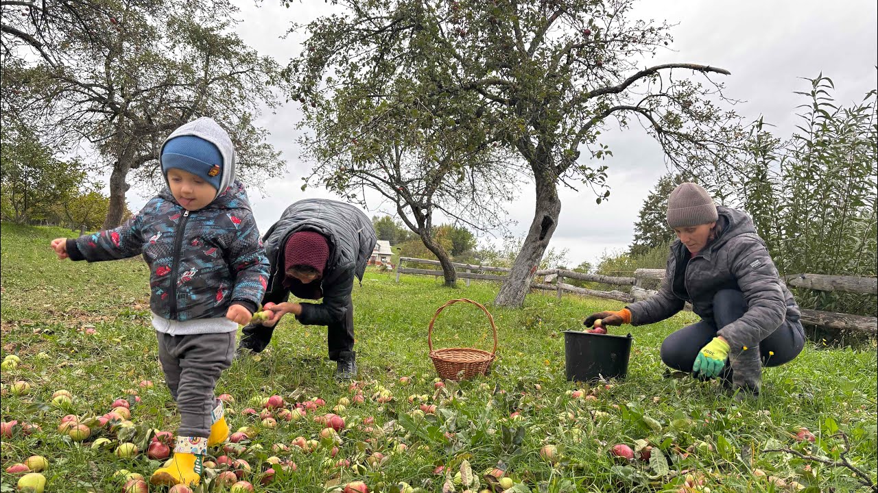 “Autumn chores of our family 🍎 Firewood, apples, and a young peach tree 🌳”
