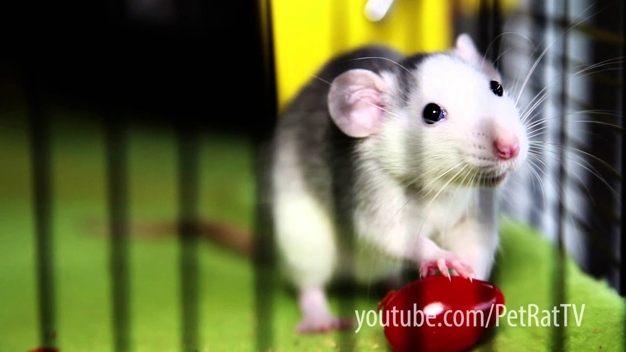 Cute Baby Rats 