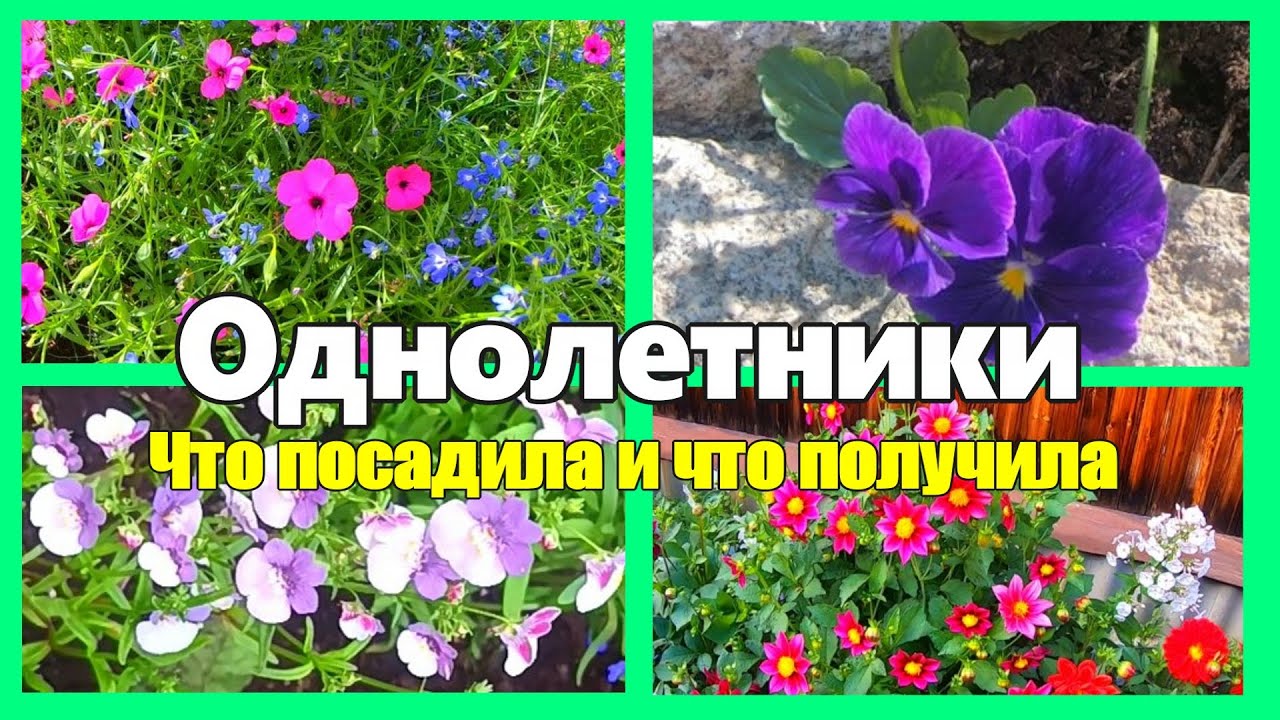 Цветы- однолетники. Что сажаем и что получаем в итоге.