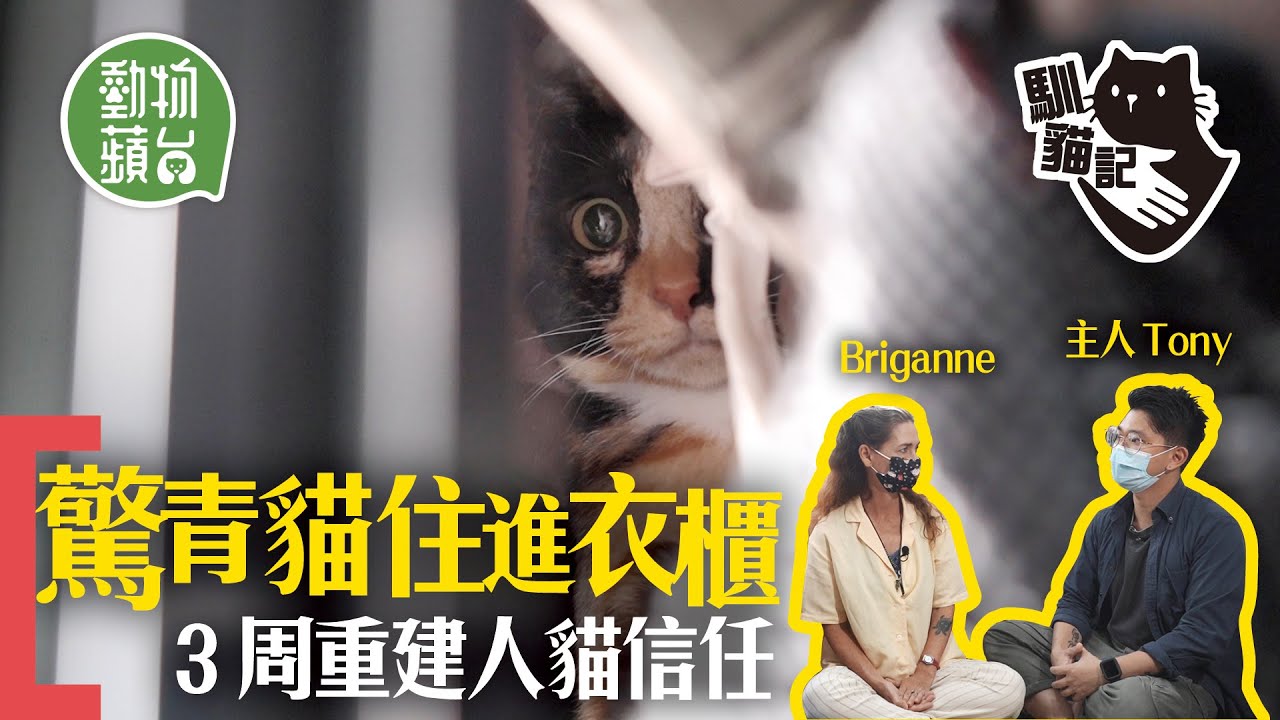 貓行為｜驚青貓住衣櫃險中暑 有人在家即不食不喝 3周訓練成功走出衣櫃 