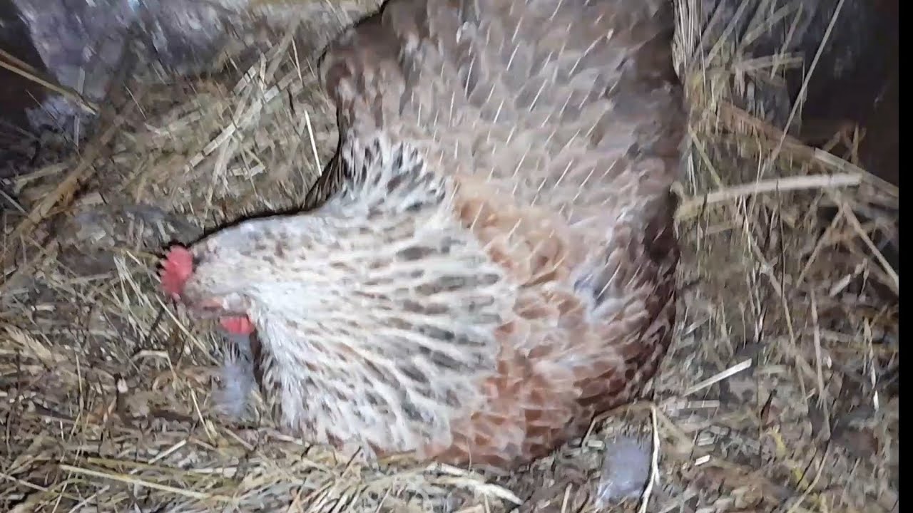 Оплод під квочкою. Вже майже весна