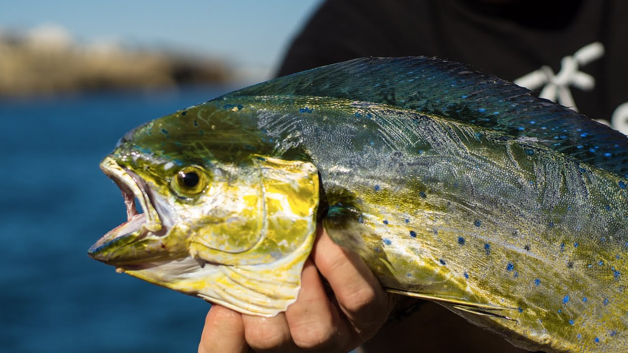 Pesca spinning alle LAMPUGHE: Jatsui Rush jig vs Drake 150 needle topwater