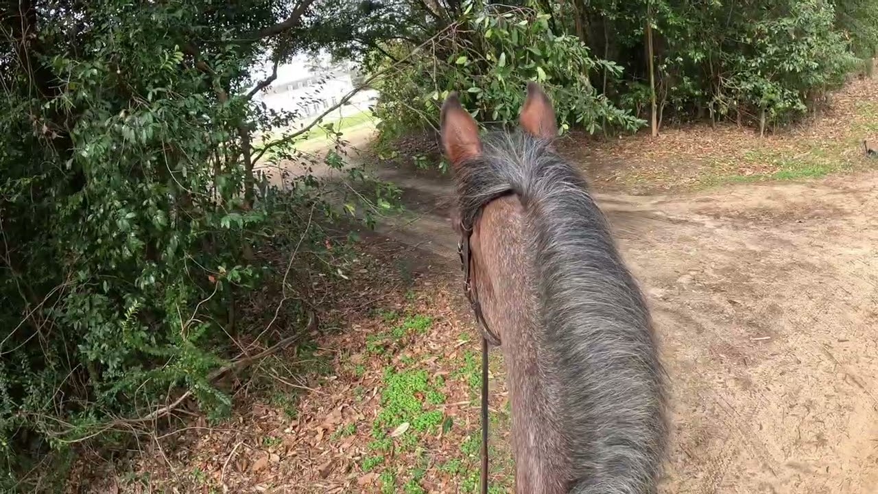 Views From the Travel Saddle Cam: Aiken Day 5