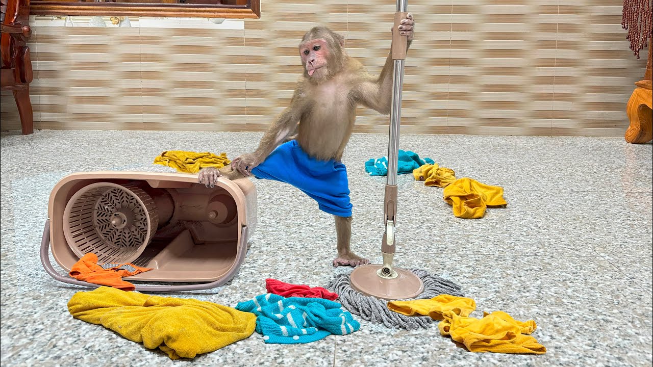 CUTIS causes big trouble when home alone! Unbelievably smart handling?