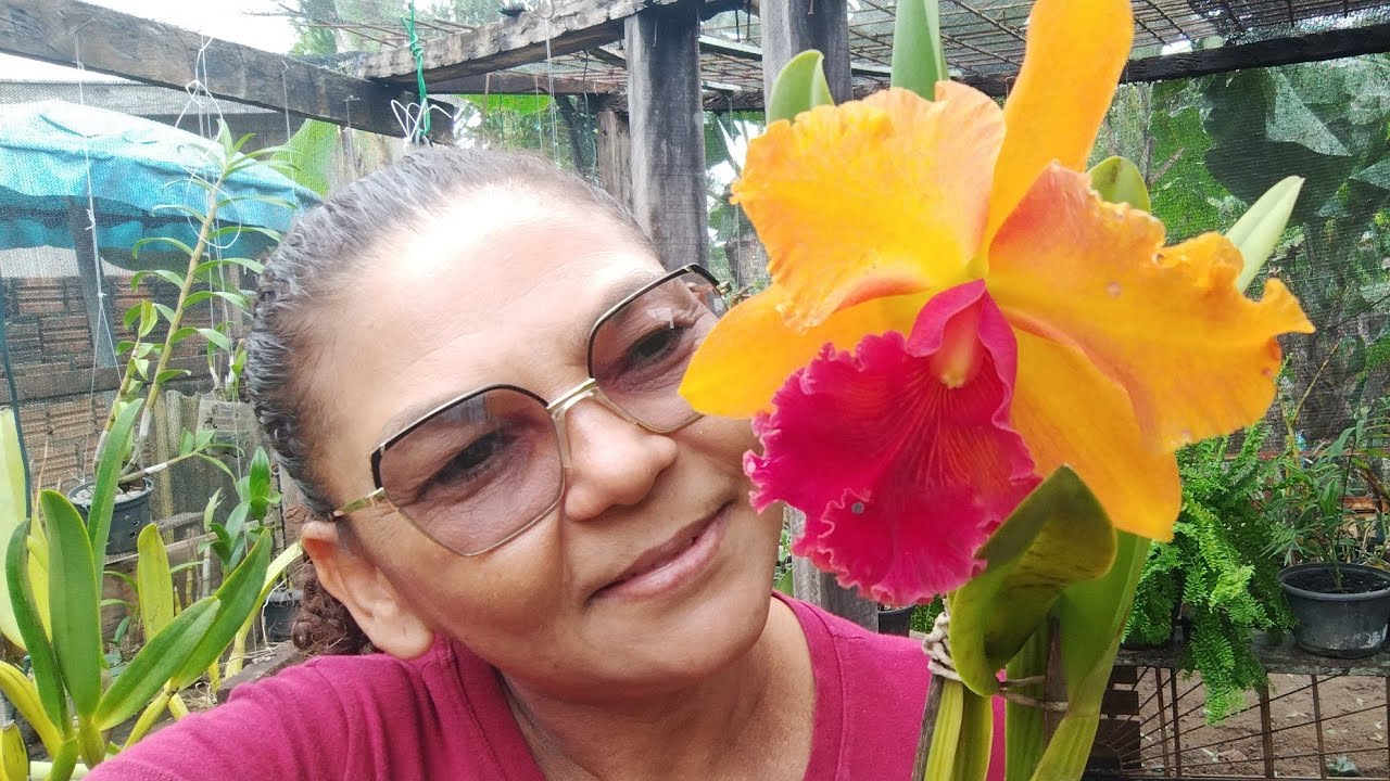 COMO FAZER LIMPEZAS DE SAMAMBAIAS!  DICAS IMPORTANTES!