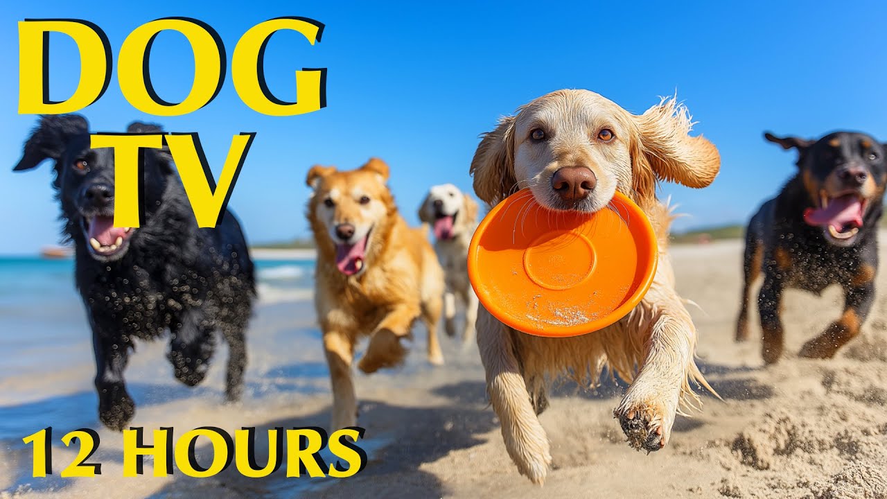 DOG TV: Best Video Entertain Help Anti-Anxiety for Dog When Home Alone - Relax All Day Music for Dog