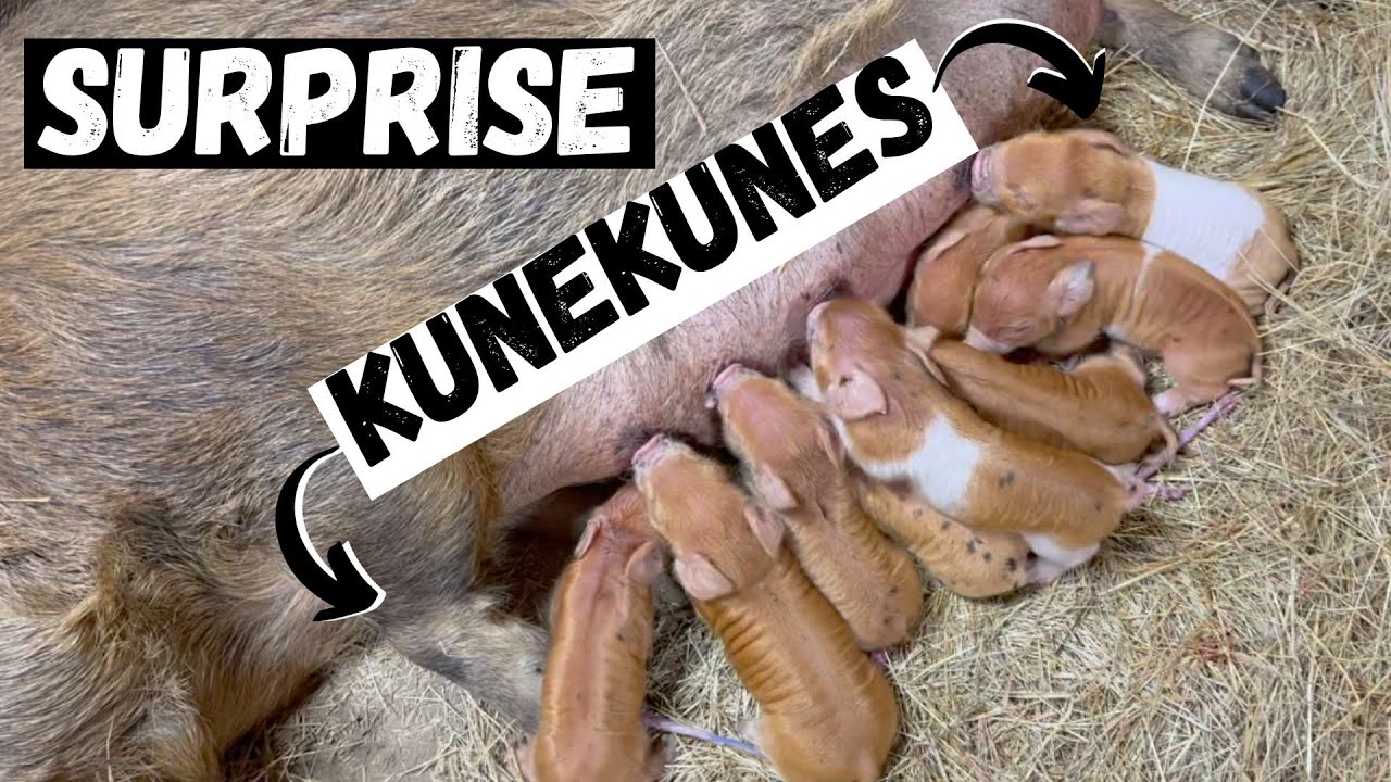 Surprise Kunekune litter!