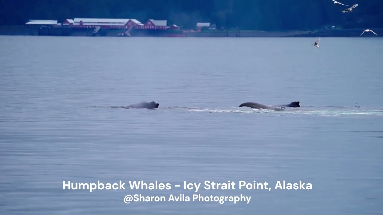 WHALES ICY STRAIT POINT