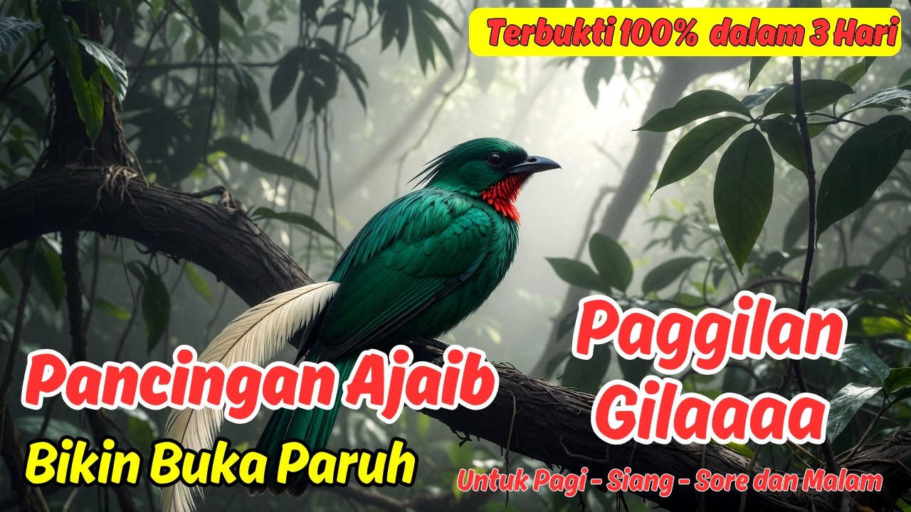 Masteran atau Pancingan Murai Batu Harian Auto Ngeroll Panjang