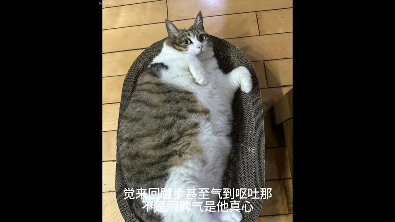 猫咪 被惯坏了的表现 你家猫中了几条 自己的猫宝自己宠
