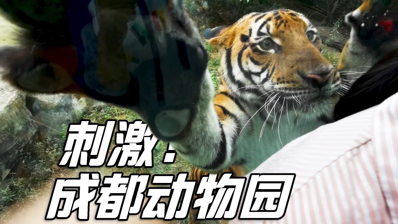 带你看成都动物园