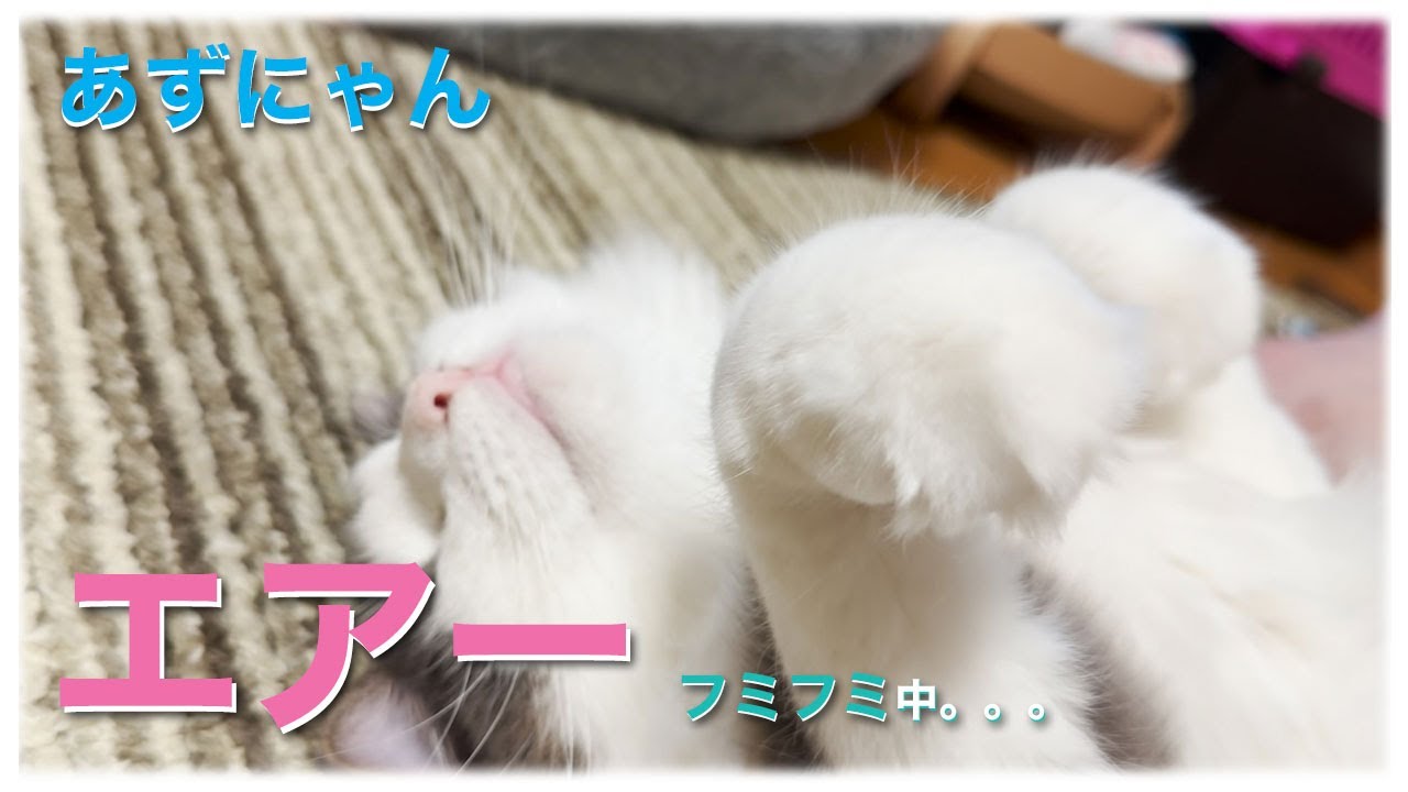 あずにゃん、🫳🫳超ナデナデタイム⏰　😻気持ちよくって🐾エアーフミフミ😊【猫　サイベリアン　あずき】[vol.227]