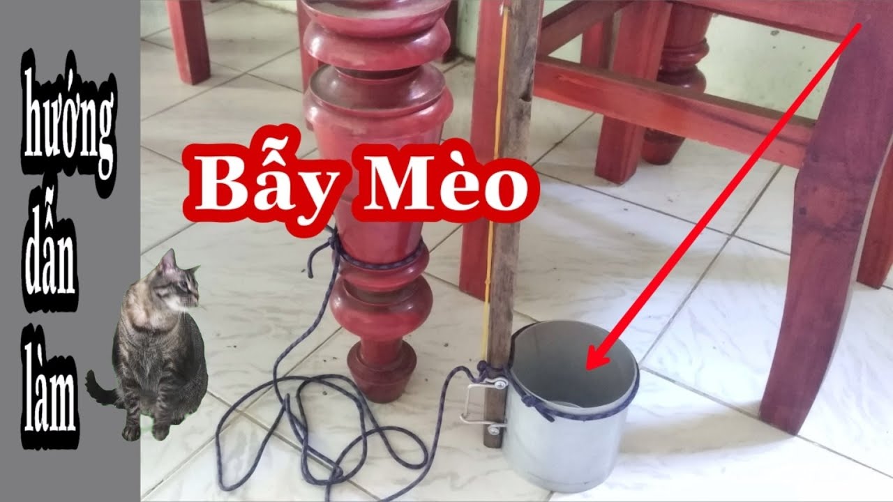Hướng Dẫn Làm Bẫy Mèo Chỉ Với Vài Vật Dụng Đơn Giản - 7 Cùi Bắp