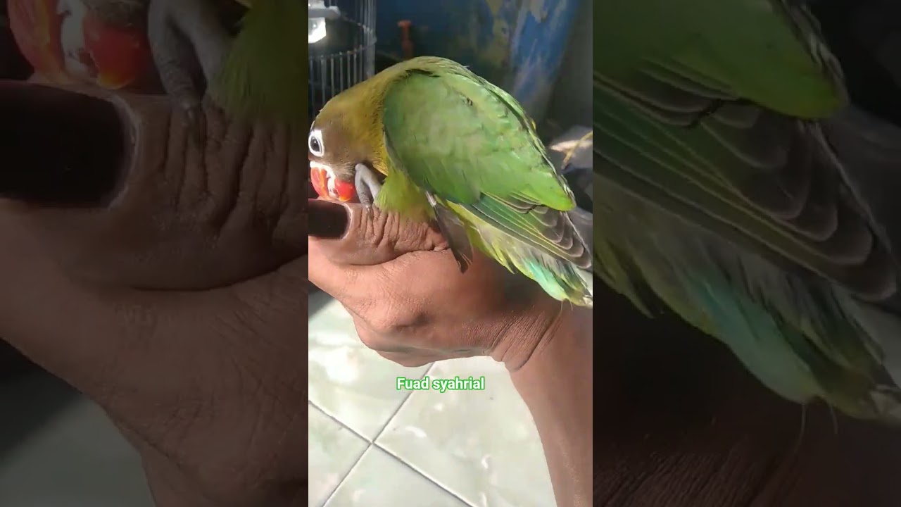 main sama burung ke sayangan