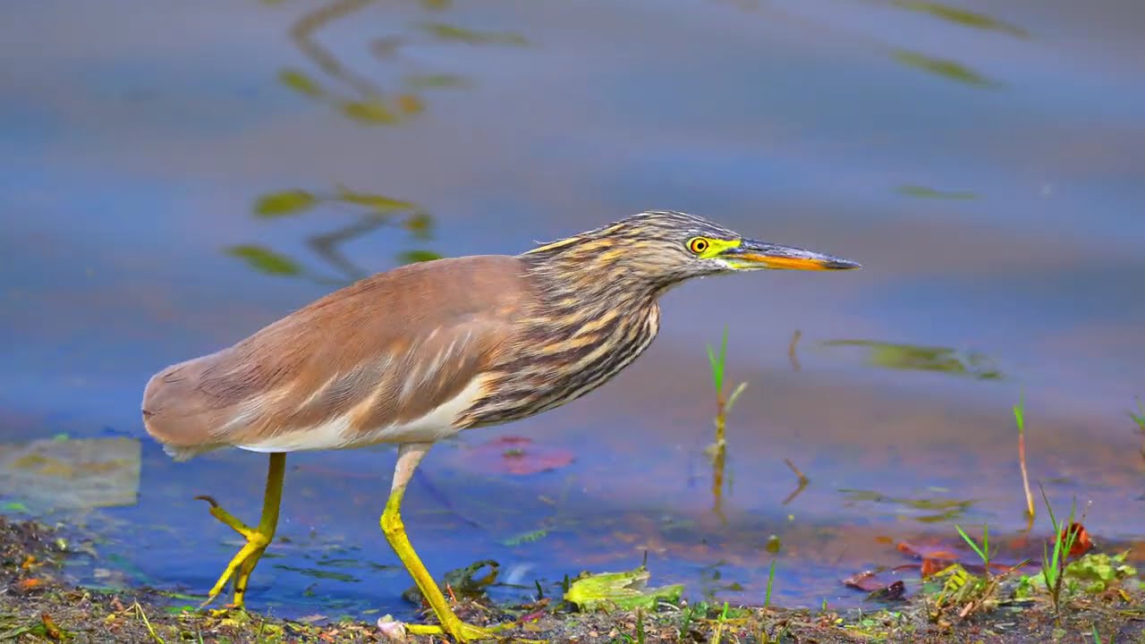 ACCURACY,pond heron hunting style