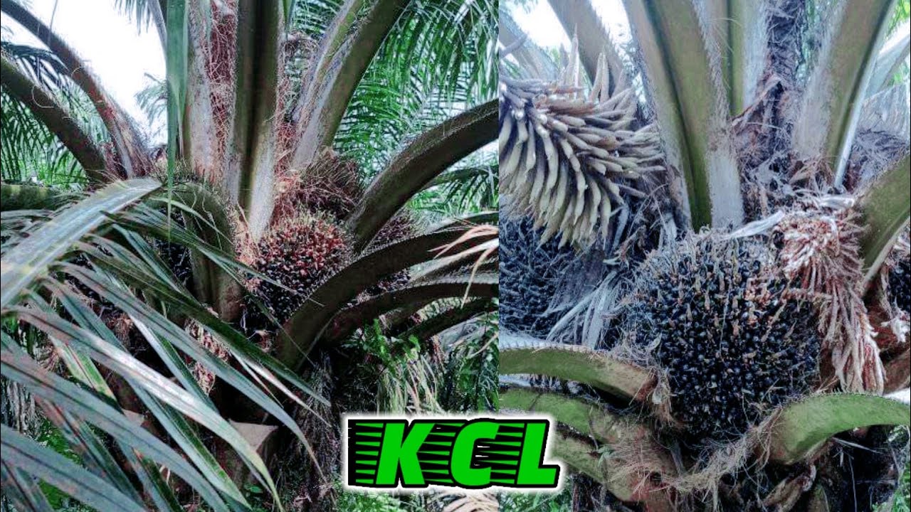 ini akibatnya jika sawit di beri pupuk kcl secara rutin||panen buah sawit jumbo pohon rendah#palmoil
