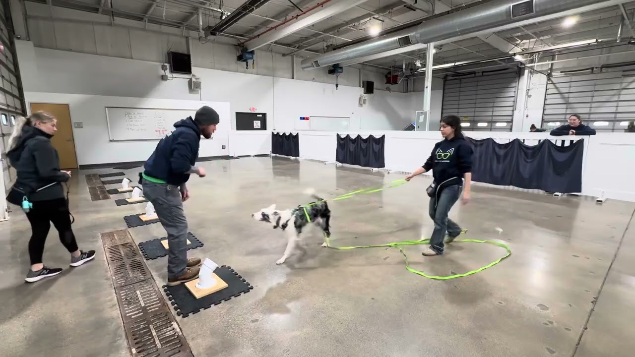 (1/5/26) Nose Work, Session 1