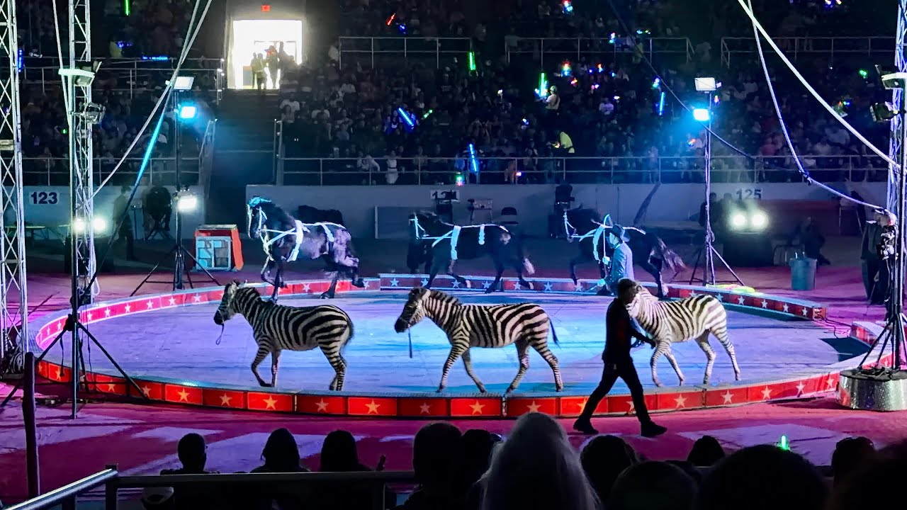 #cardeninternationalcircus #circusanimals #horses #zebras #glowcircus @cardencircus